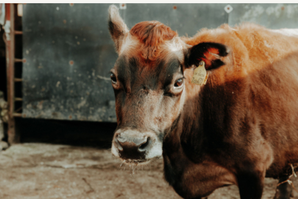A2A2 Jersey Cows