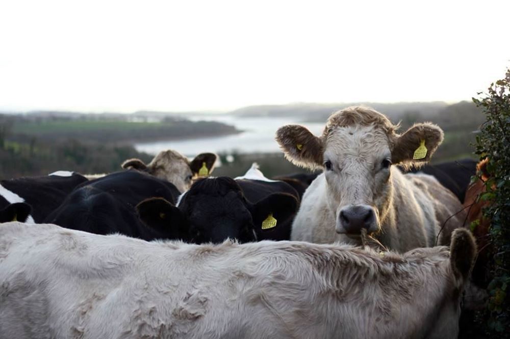 Roadford Valley Organic Dairy