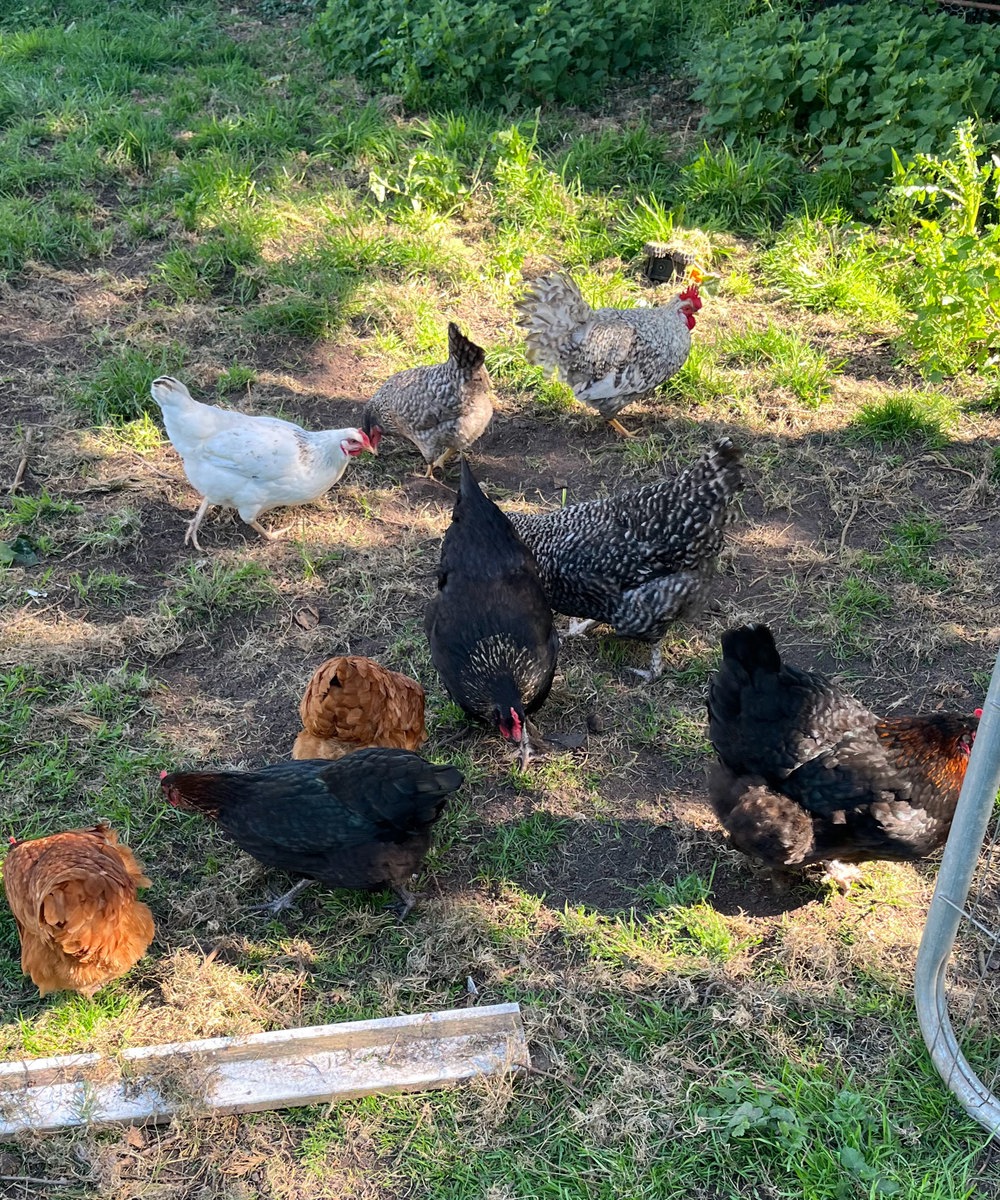 Free Range Chickens