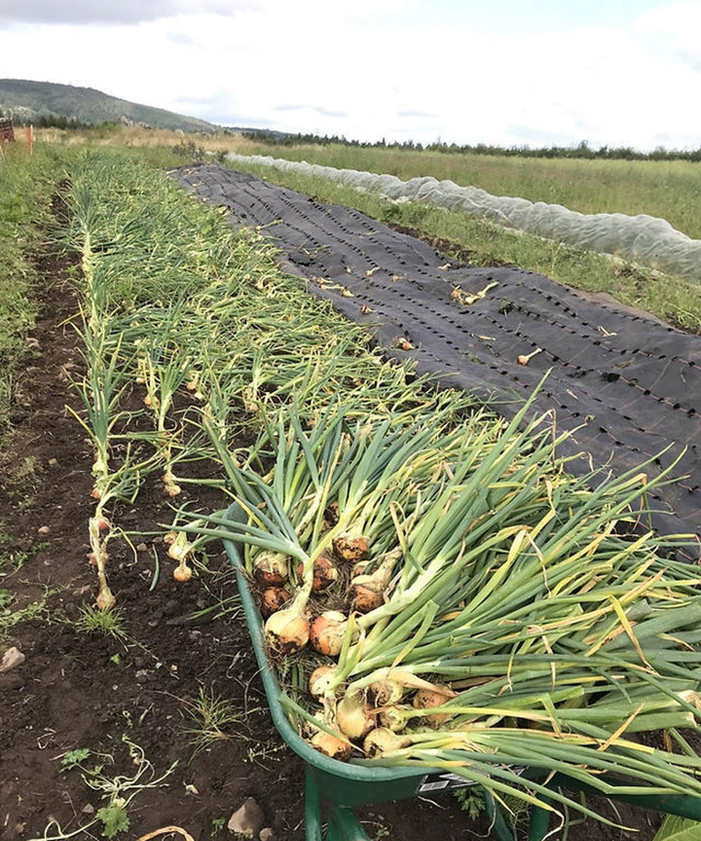 The Natural Veg Company 