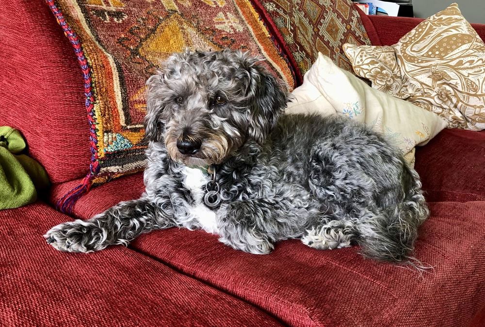 Scruffmeister Von Poodle Hound