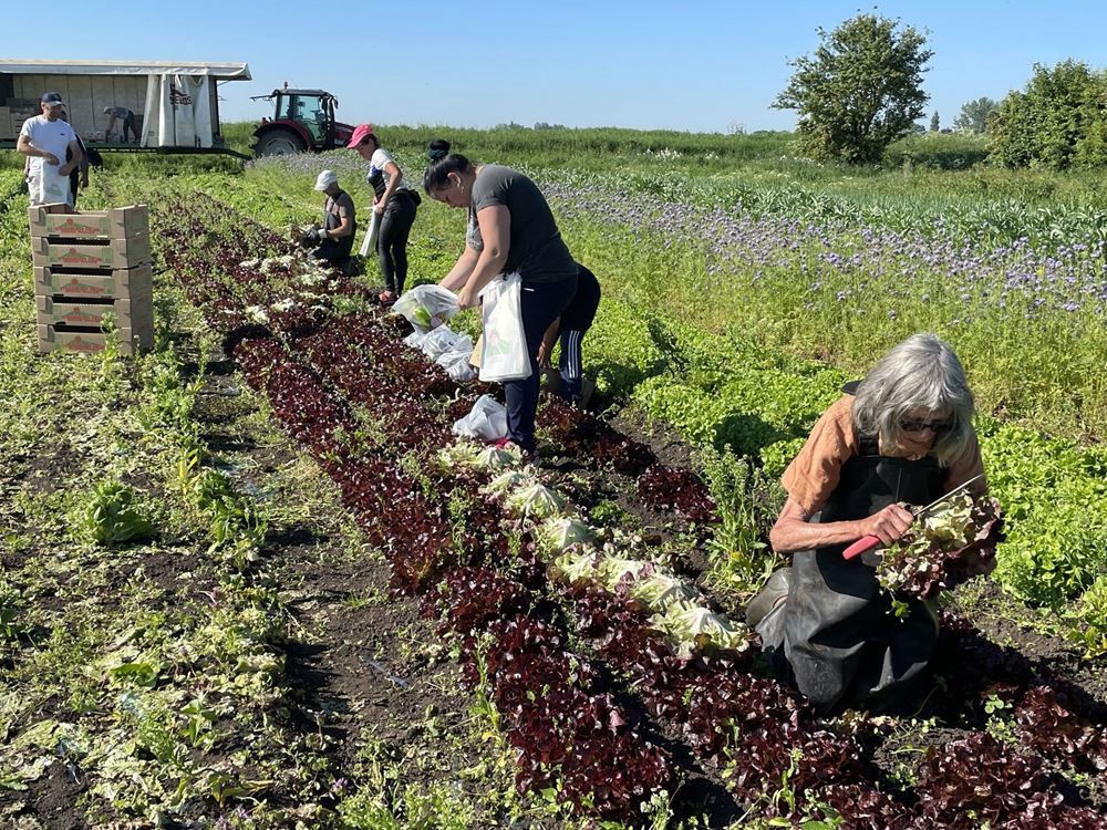 Strawberry Fields