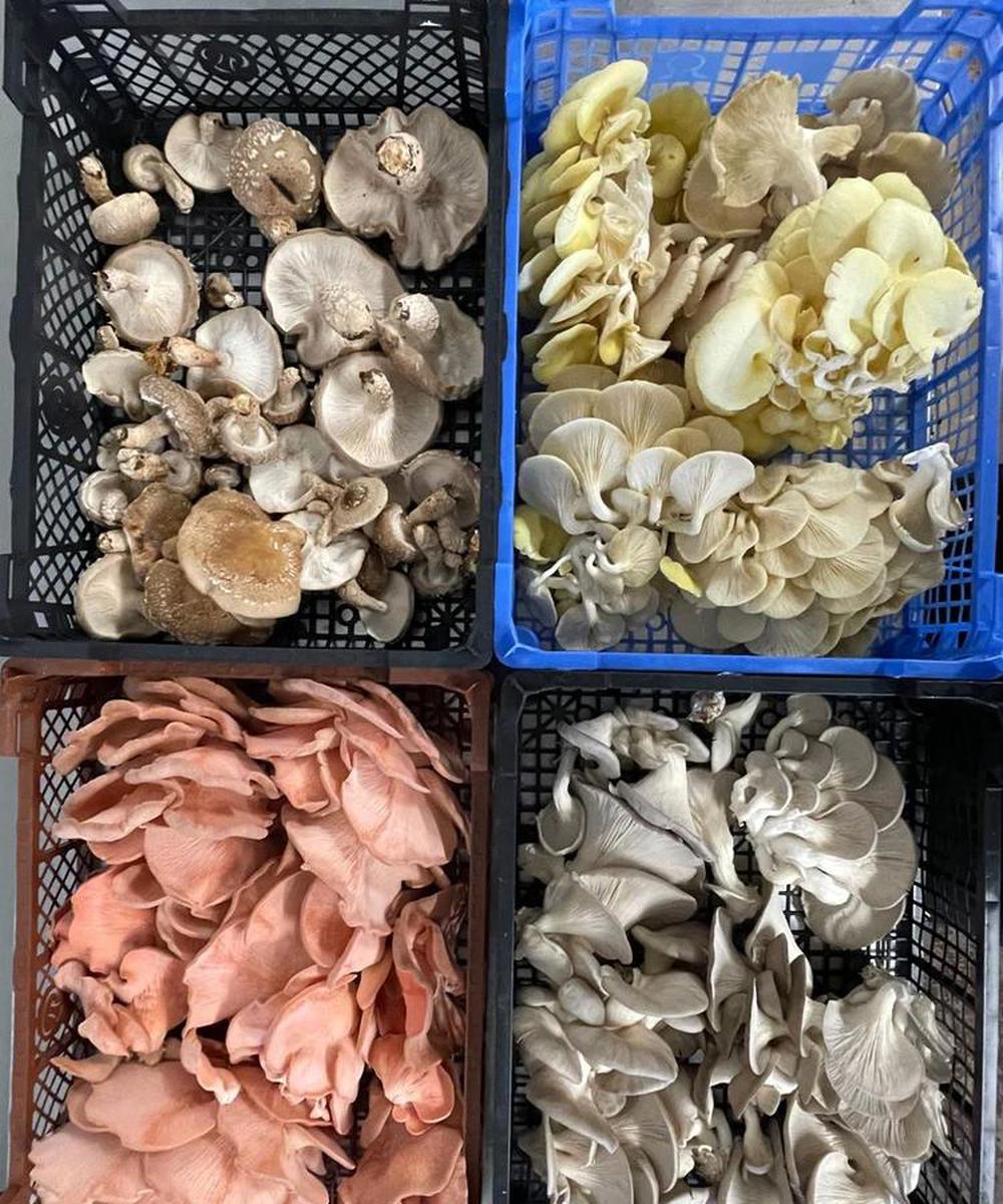 Yorkshire Mushroom Emporium 
