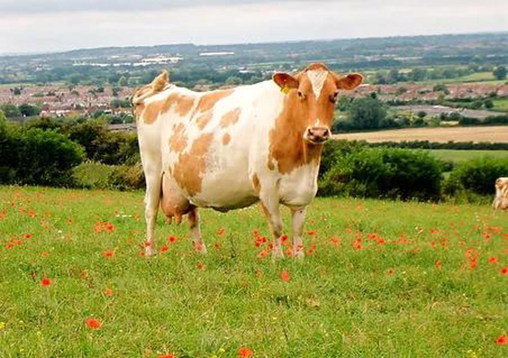 Berkeley Farm Dairy