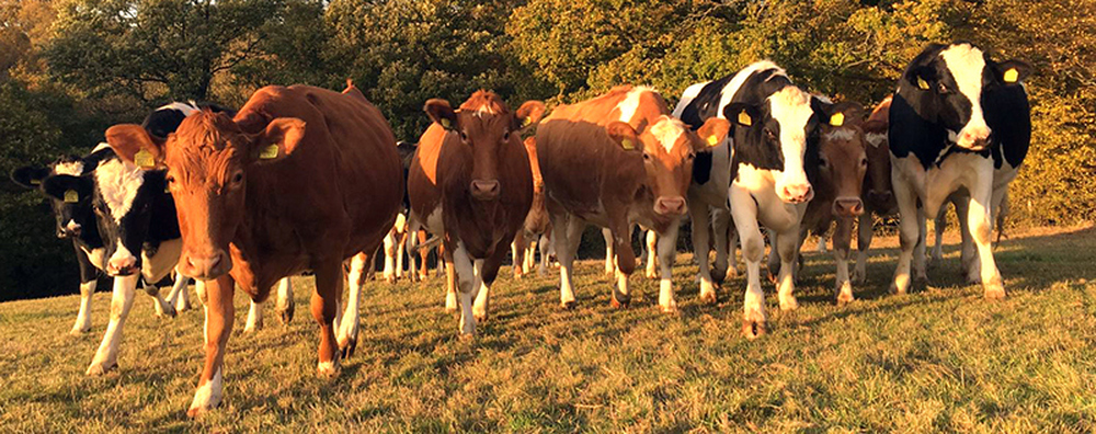 Hinxden Farm Dairy