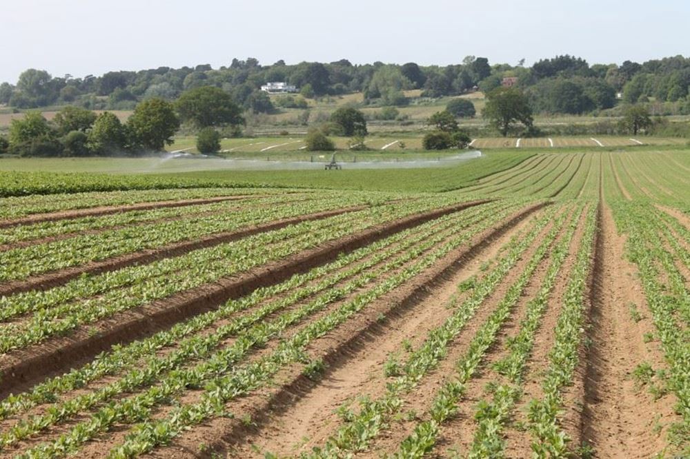 James Foskett Farms