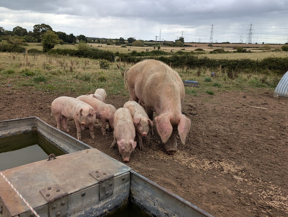 Outdoor Reared Pork