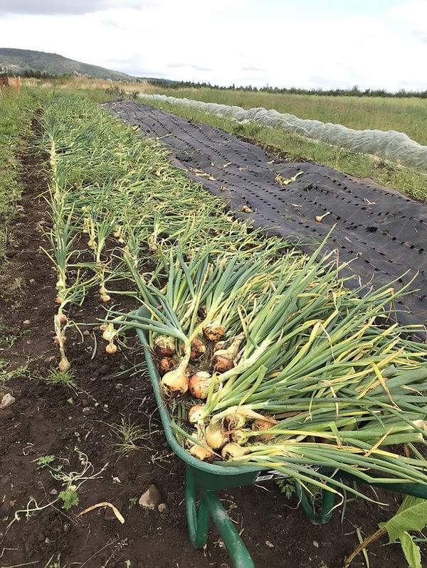 The Natural Veg Company 