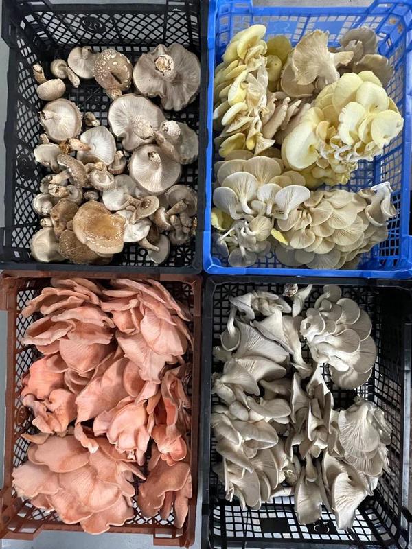 Yorkshire Mushroom Emporium 