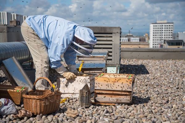 Ed's Bees