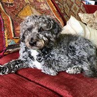 Scruffmeister Von Poodle Hound
