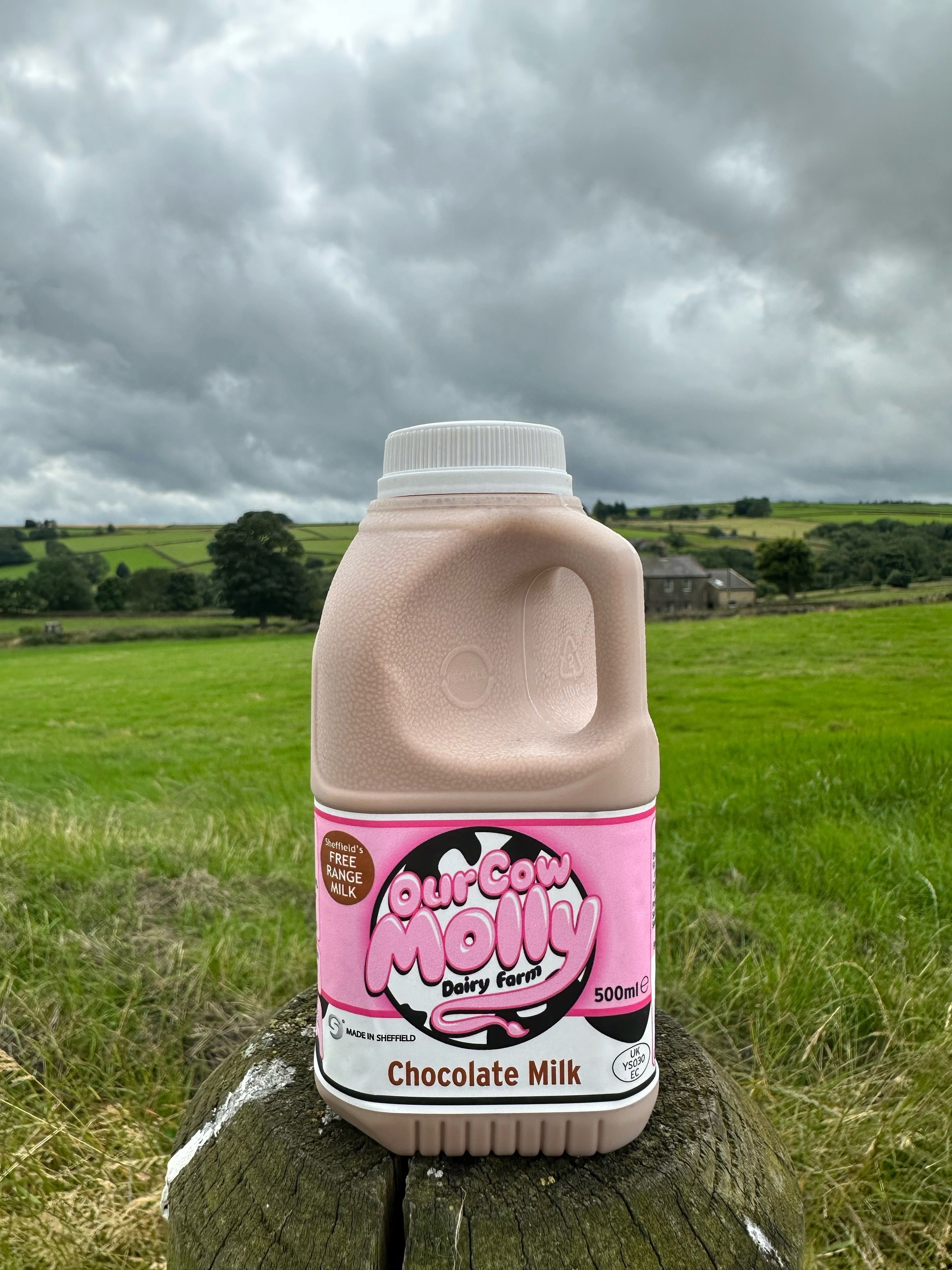 Our Cow Molly Chocolate Milk, 500ml Regather Sheffield