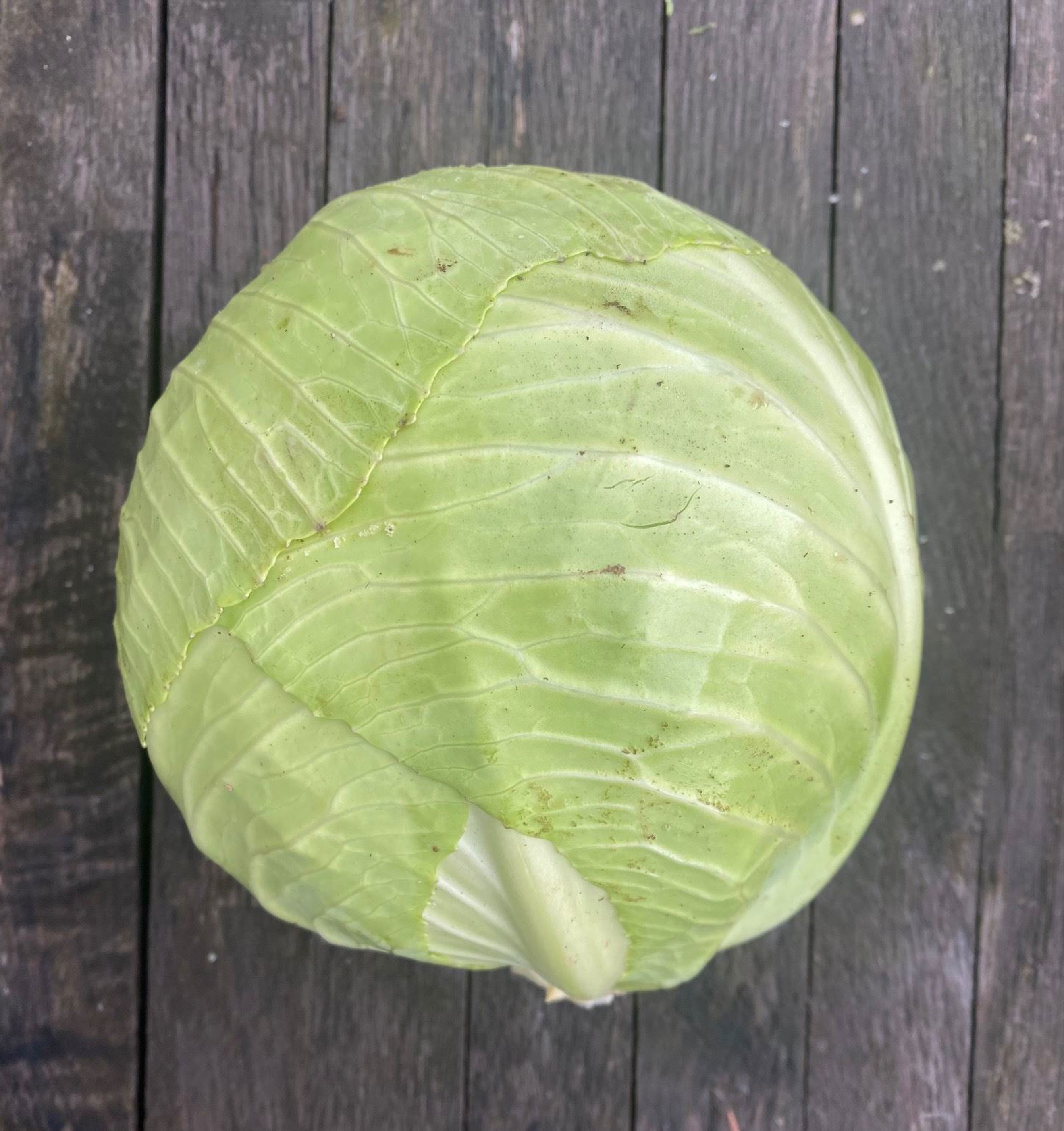 Cabbage: White | Bridgefoot Organic - Aberdeenshire