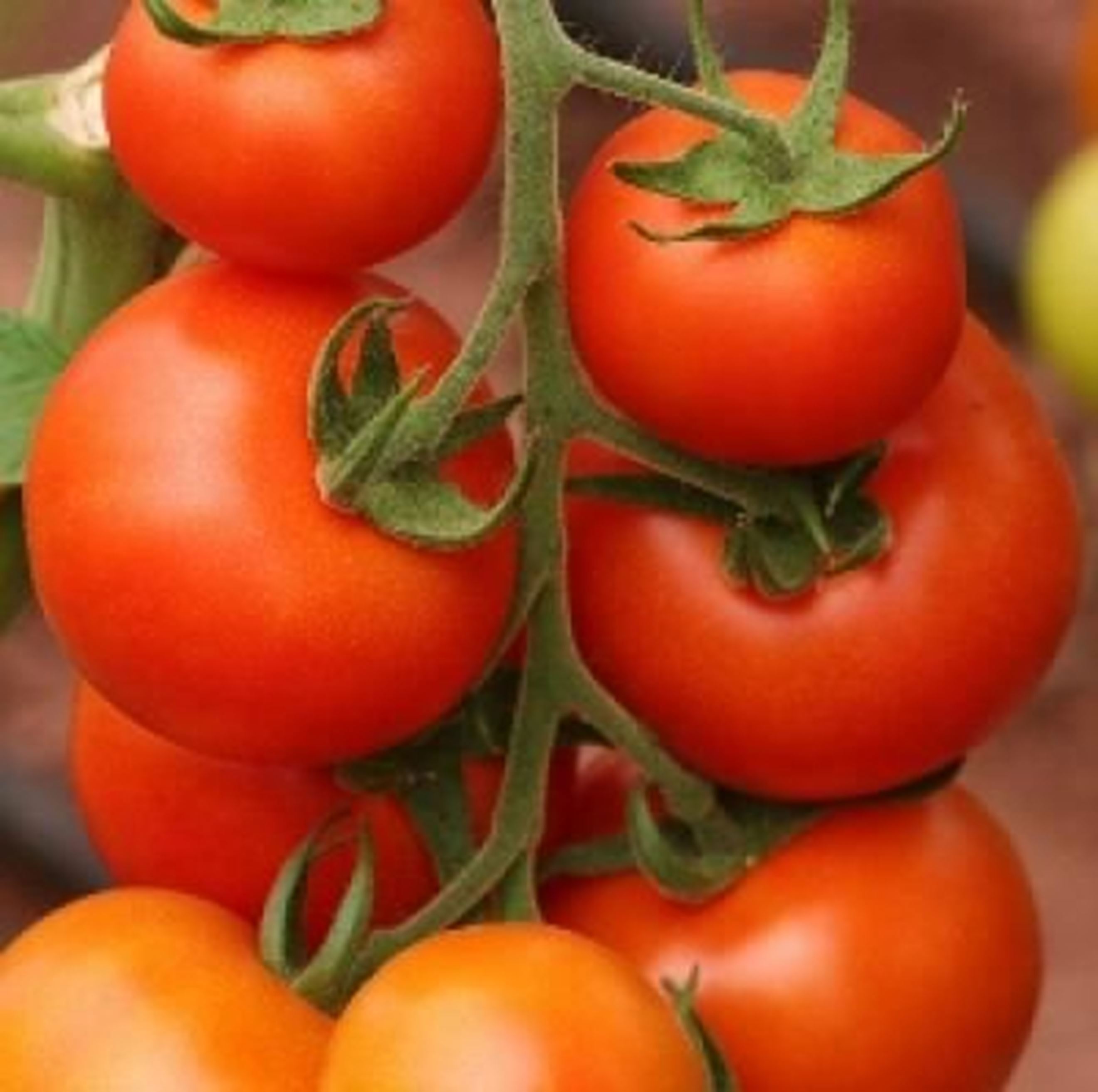 Tomato Round Organic Shillingford Organics Exeter Shillingford