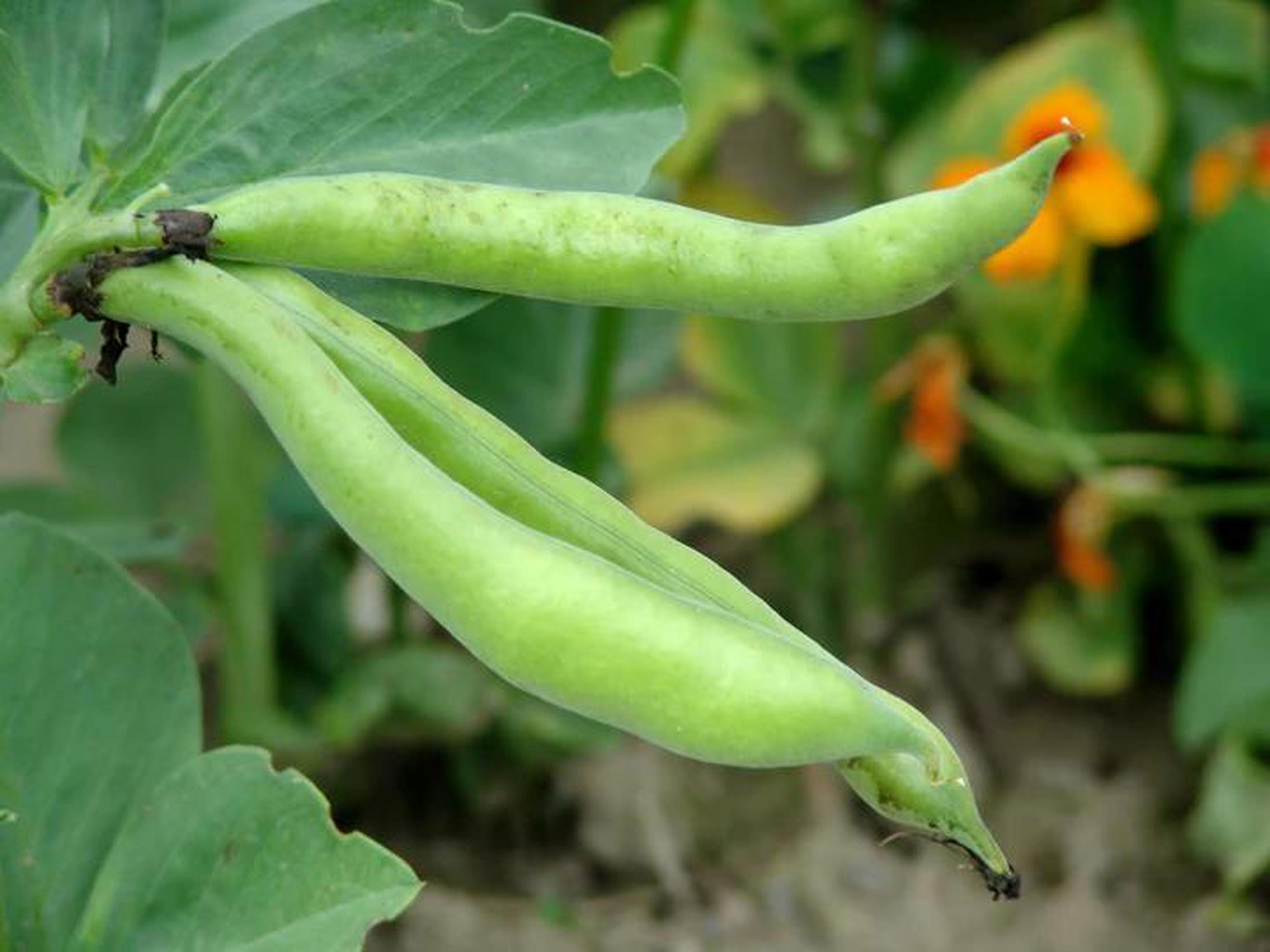 Broad Bean Masterpiece Green-Seeds | Frith Farm - Hull & East Riding