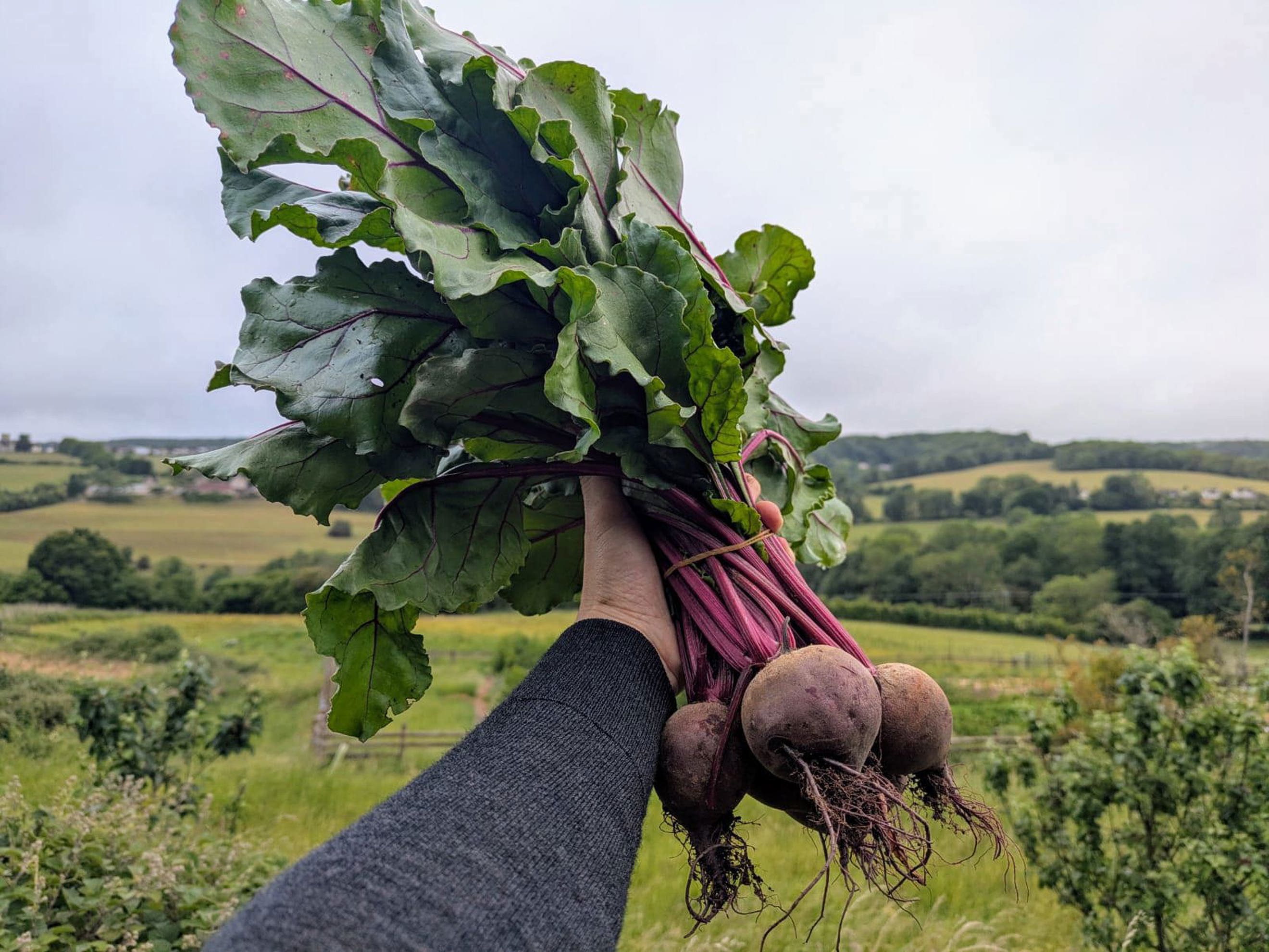 Betroot Farm Beetroot bunch | Good Small Farms - Stroud