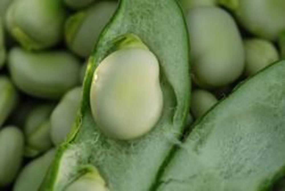 Broad Beans (Own Grown)