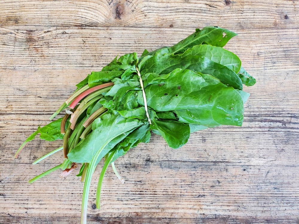 Sorrel