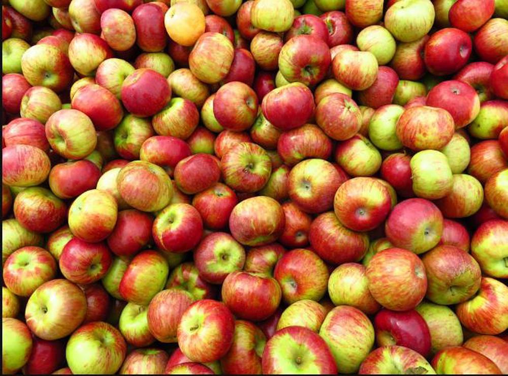 Organic Apples