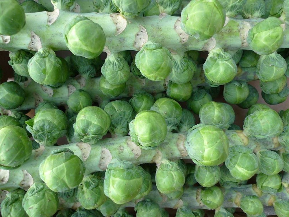 Brussels Sprout