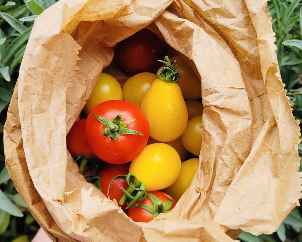 ORGANIC SEP OFFER - Organic Tomatoes from Regather Farm (300g)