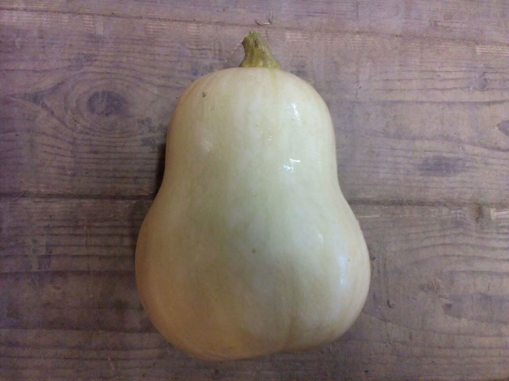 Squash - Butternut