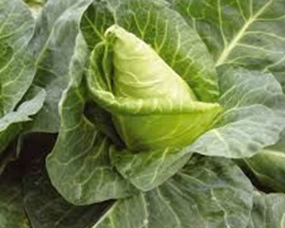 Cabbage - Pointed (Italy)