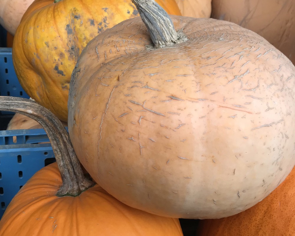 Pumpkin Halloween Xtra Large