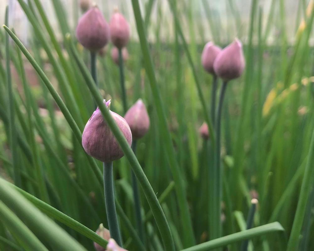 Large bunch of Chives and Parsley
