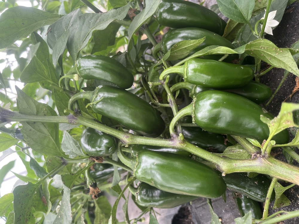 Pepper (Jalapeno)