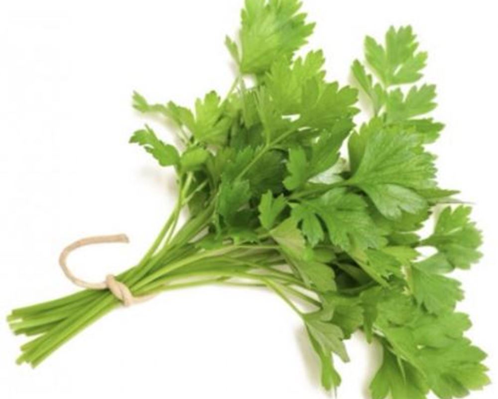 Parsley - Fresh Leaf