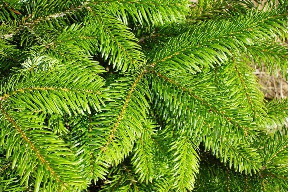 Christmas Tree Nordmann Fir 3-4ft - Organic