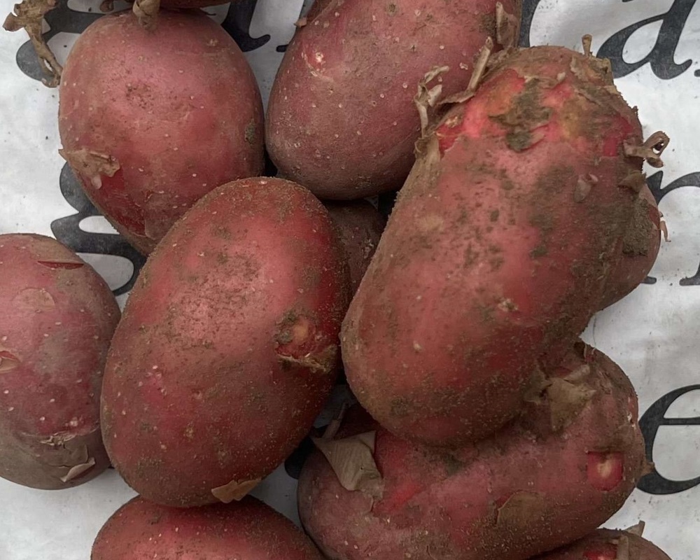 Potatoes - Red Alouette (Yorkshire, UK)