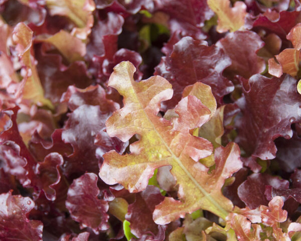 Lettuce: Oakleaf Red