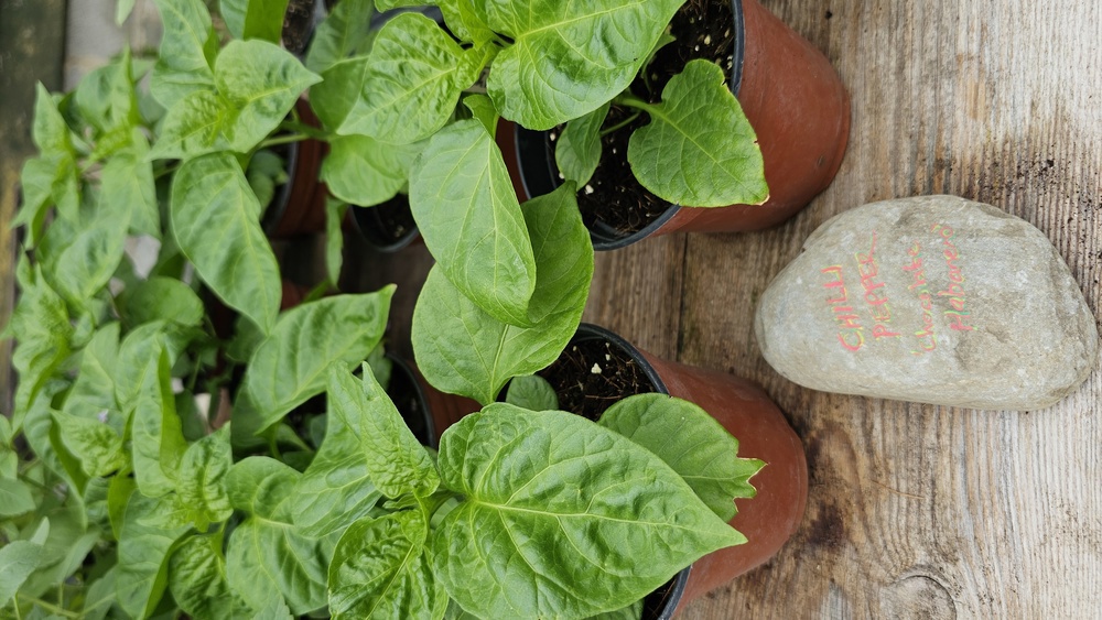 ( Potted x1) Chilli - Chocolate Habanero - Medium(Own Grown)