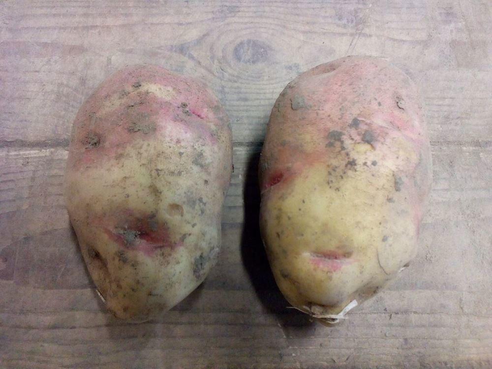 Potatoes, 2 x Baking