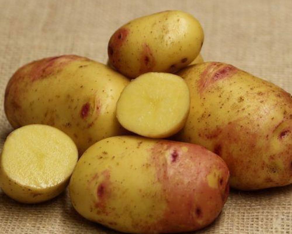 Potato: Carolus 1kg