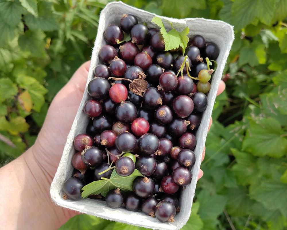 Locavore Blackcurrants