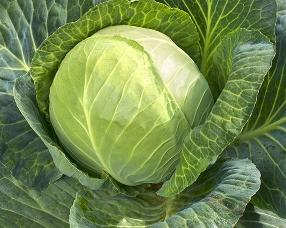 Cabbage - Tundra Organic