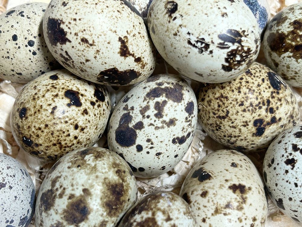 Fresh Quail Eggs Dozen (12)