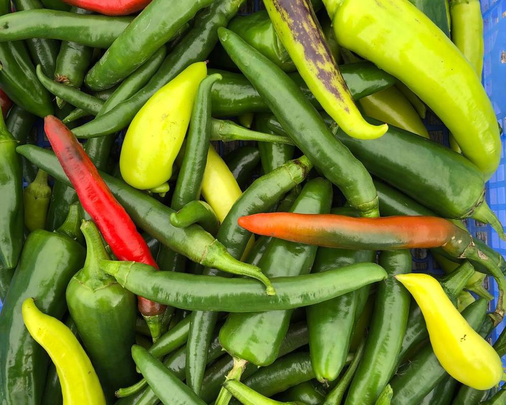 Chilli - Mix (Own Grown)