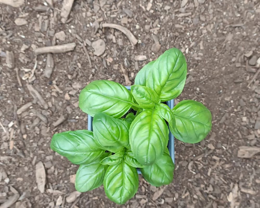 Basil plant
