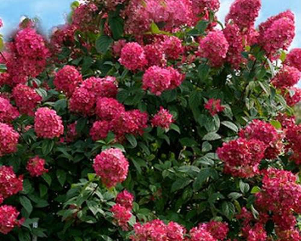 Hydrangea - Paniculata
