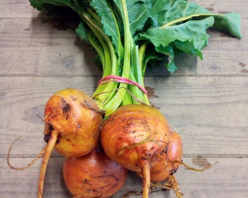 Beetroot Golden - Bunch