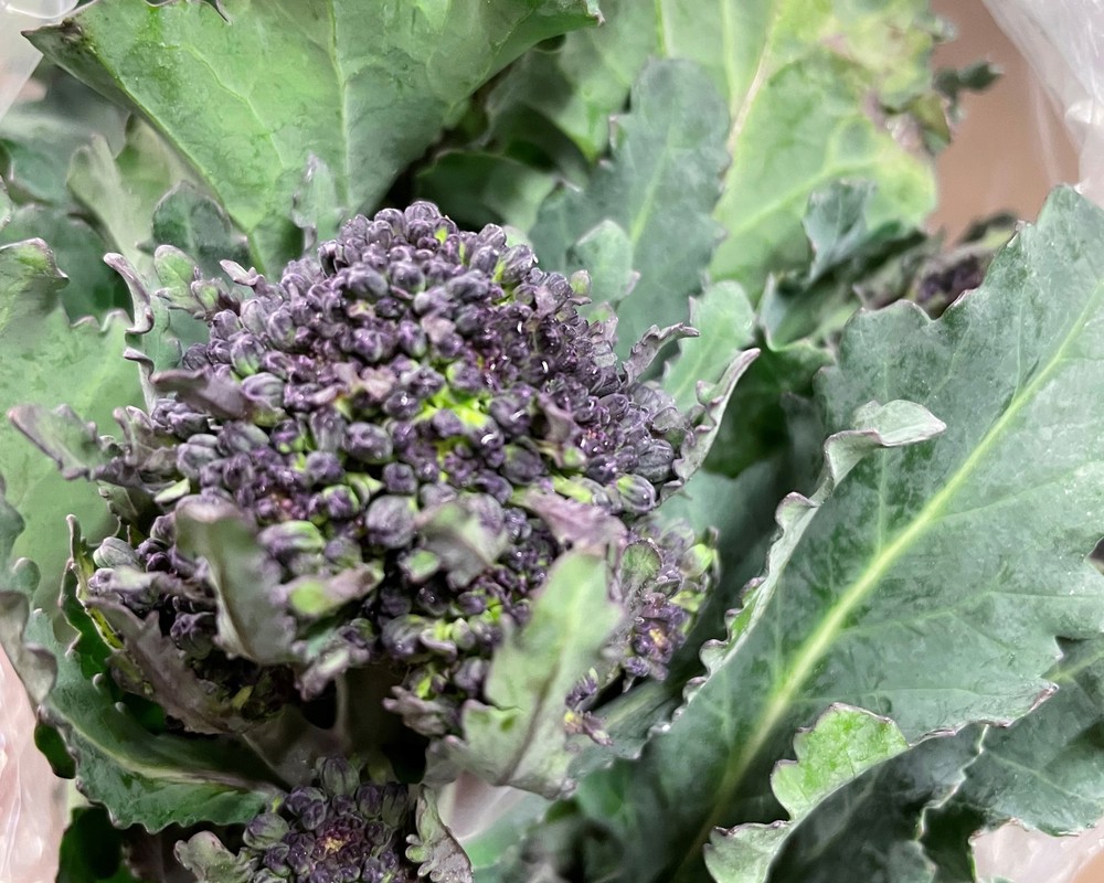 Broccoli Purple Sprouting 250g