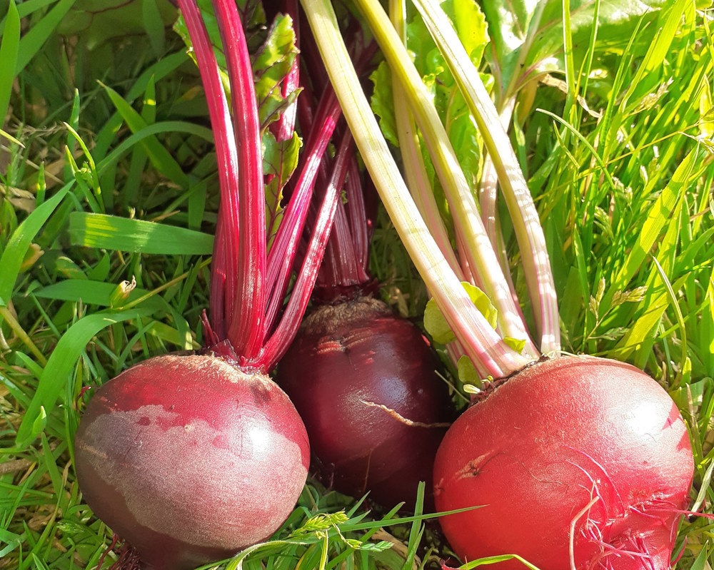 Beetroot