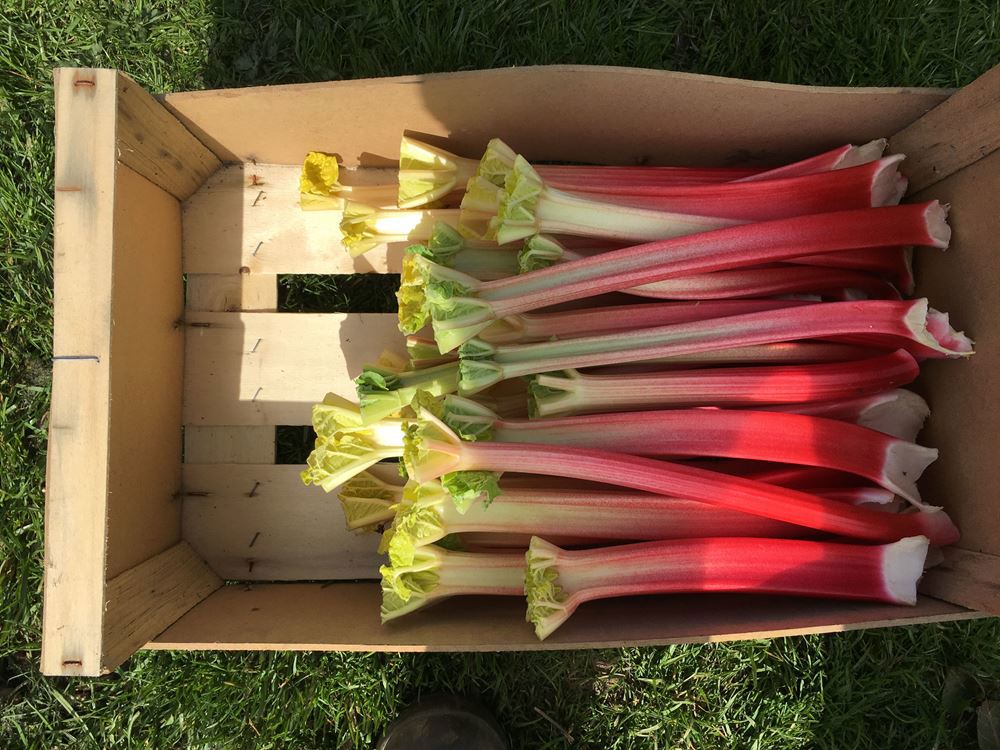 Rhubarb - 500g - Organic
