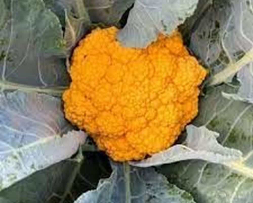 Cauliflower - Clementine (Orange) (Lancashire, UK)