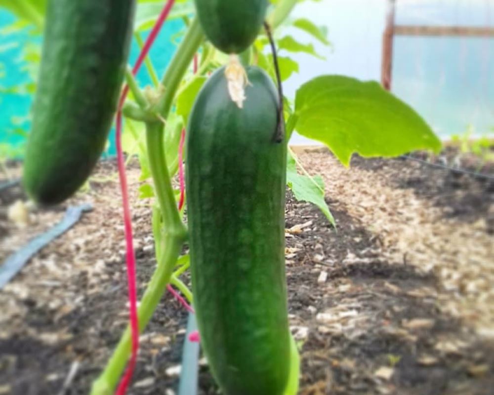 Cucumber, medium - Each