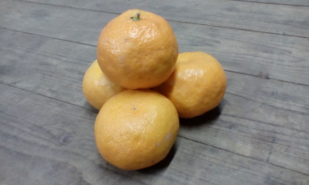 Citrus- Satsuma